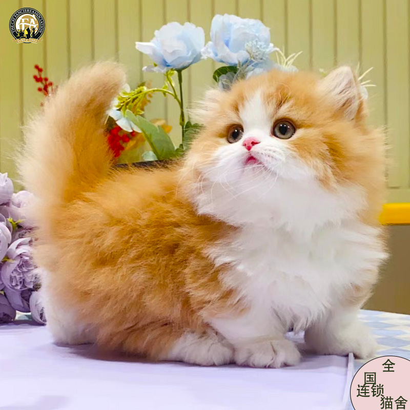 拿破仑矮脚猫长毛纯种带血统金渐层长不大猫咪米努特曼基康短腿猫