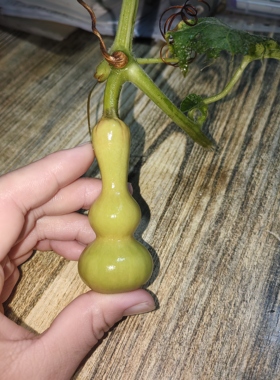 直播秒拍链接天然葫芦各种各样纯天然葫芦可当摆件装饰文玩