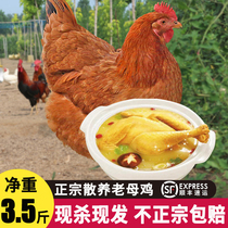 老母土鸡农家散养走地鸡鸡肉新鲜笨鸡草鸡活鸡现杀整只正宗老母鸡
