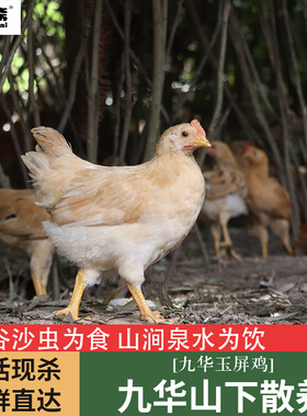 酥方斋九华山散养小公鸡整只鸡仔鸡童子鸡冷冻走地跑山鸡现杀新鲜