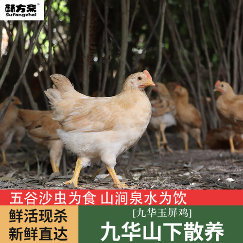 酥方斋九华山散养小公鸡童子鸡