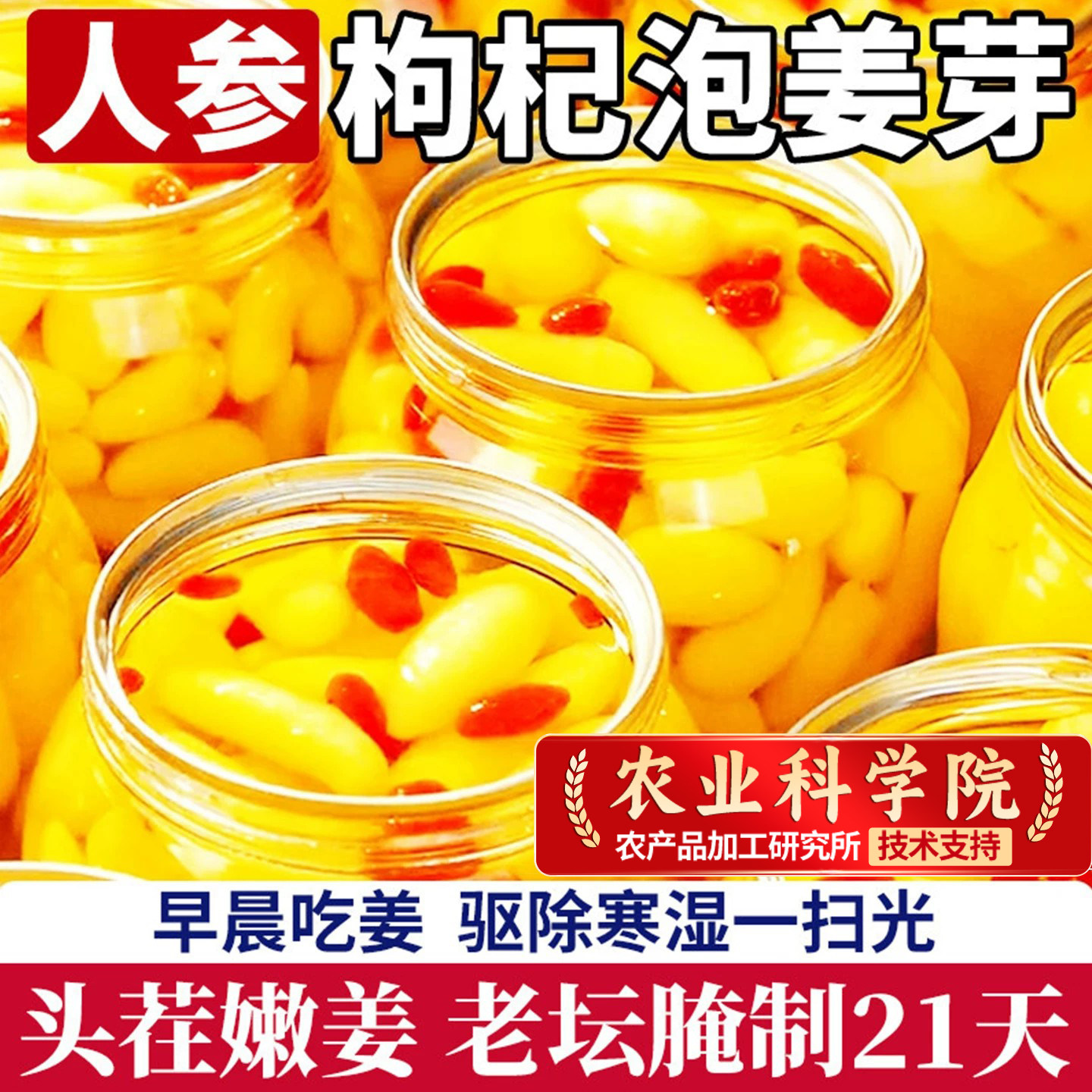 人参枸杞泡姜芽山东淄博特产嫩姜正宗新鲜下饭菜三伏天祛除湿寒气
