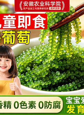 【儿童即食海葡萄】新鲜营养