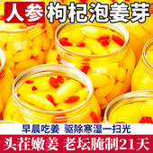 人参枸杞泡姜芽山东淄博特产嫩姜正宗新鲜下饭菜三伏天祛除湿寒气