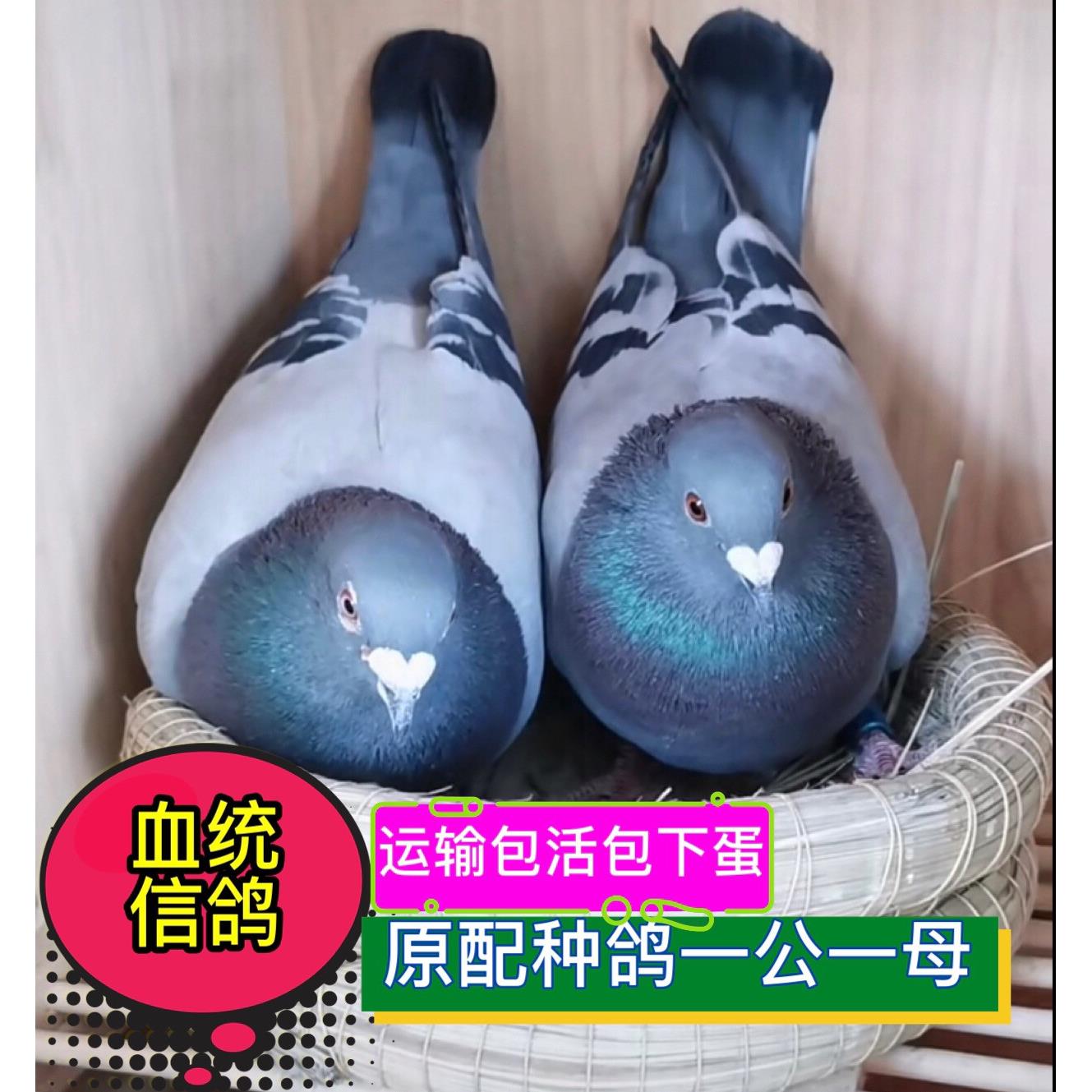 信鸽幼鸽活体一对血鸽詹森桑杰鸽士吴淞杨阿腾公棚成绩统鸽种包邮