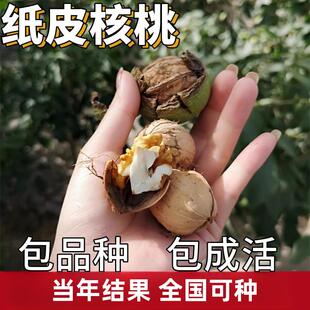 纸皮核桃树果苗南北方庭院地栽特大盆栽嫁接薄皮核桃苗树当年结果
