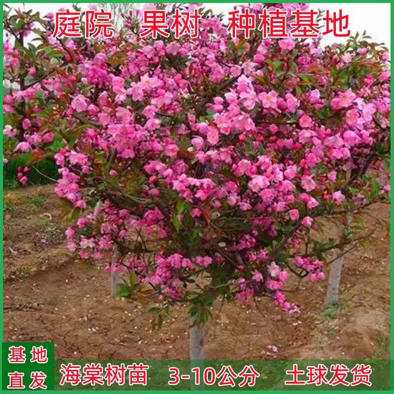 绚丽四季海棠花树苗盆栽西府海棠花庭院阳台耐寒花卉植物垂丝海棠