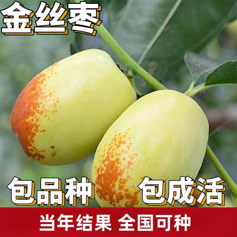 金丝枣树活苗南北方庭院地栽特大果树盆栽嫁接枣子树苗当年结果
