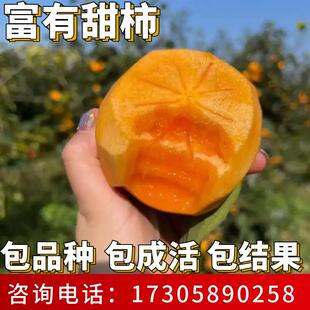 富有柿树苗南北方庭院种植耐寒特大甜脆无核柿子盆栽嫁接当年结果