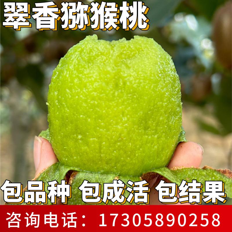 翠香猕猴桃树果苗南北方庭图片