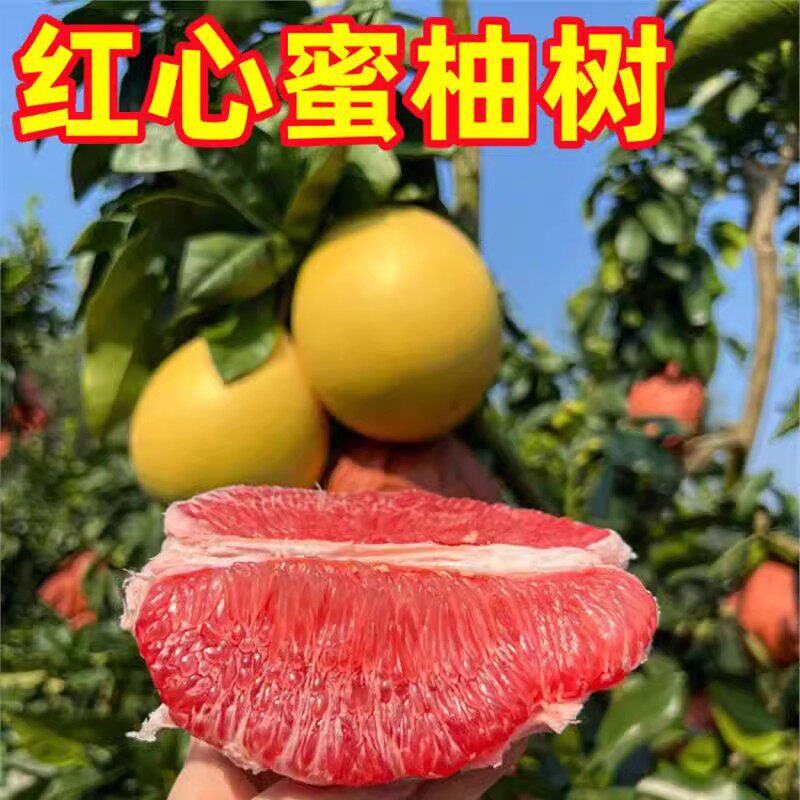 琯溪红心蜜柚苗 正宗红肉蜜柚苗 红心蜜柚树苗 嫁接红心柚子树苗