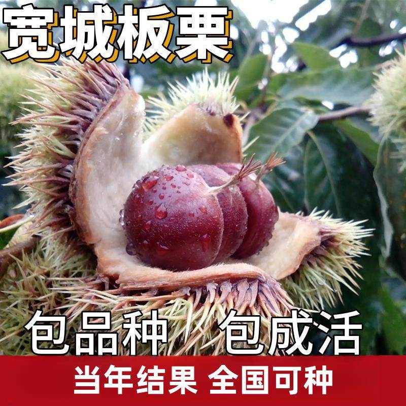 宽城板栗树苗南北方庭院地栽种植大果树盆栽板栗树嫁接苗当年结果
