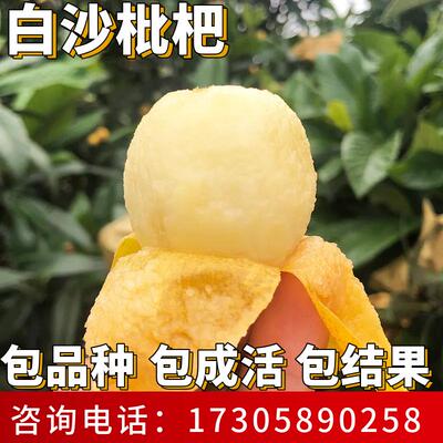 白沙枇杷苗南北方庭院耐寒