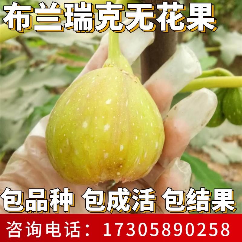 布兰瑞克无花果苗南北方种植特大号耐寒果树盆栽耐寒老桩当年结果