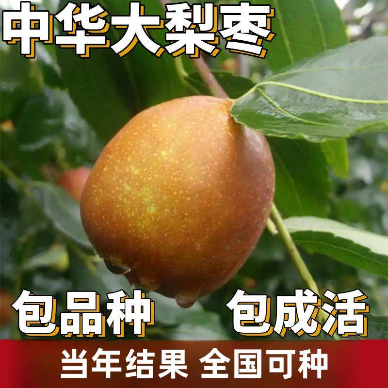 梨枣树苗南北方庭院地栽枣子特大果树盆栽嫁接枣树活苗当年结果