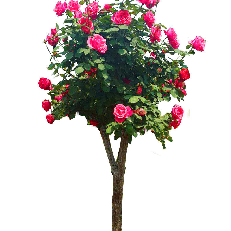 树桩月季庭院植物棒棒糖老桩树状玫瑰特大花朵卉盆栽嫁接四季开花