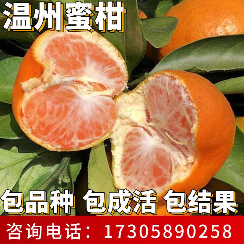 温州蜜柑苗庭院种植耐寒特大号桔子果苗盆栽嫁接蜜橘树苗当年结果