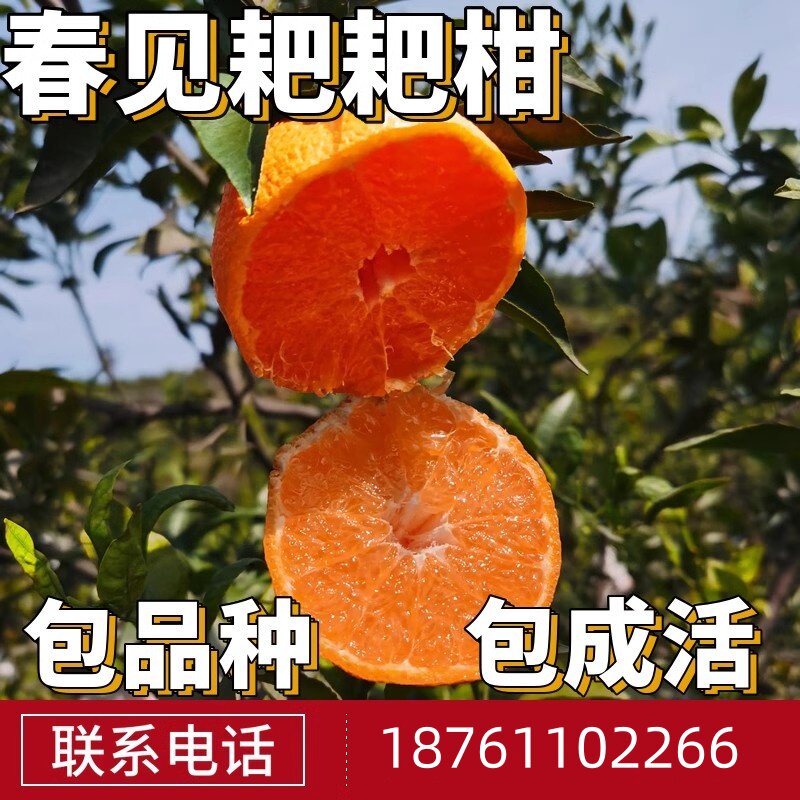 春见耙耙柑树苗南北方地栽大橘子苗果树果苗盆栽嫁接桔子当年结果