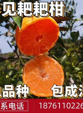 春见耙柑树苗南北方地栽大