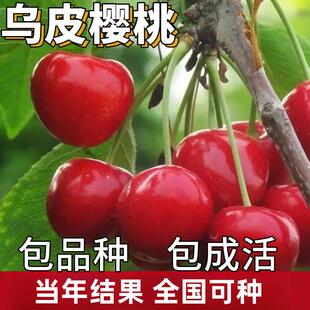 乌皮樱桃苗南北方庭院地栽种植大樱桃树阳台盆栽嫁接矮化当年结果