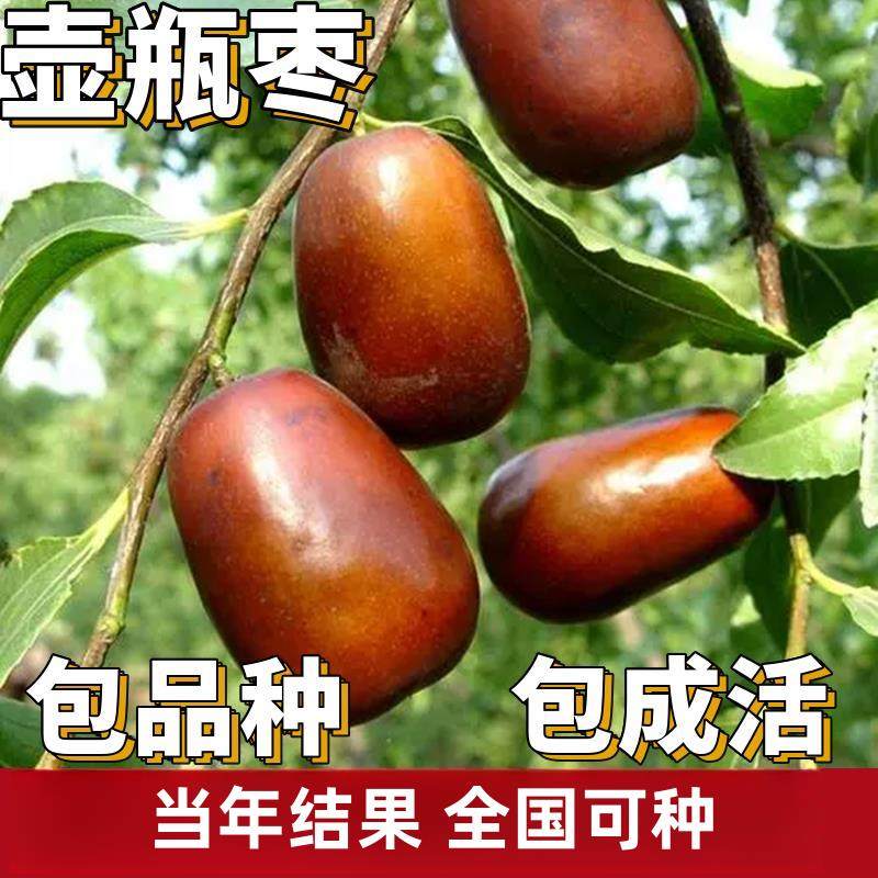 壶瓶枣树活苗南北方庭院地栽特大果树盆栽嫁接枣子树苗当年结果