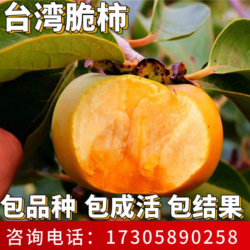 台湾脆柿树苗南北方庭院种植耐寒甜柿果苗盆栽嫁接无核当年结果
