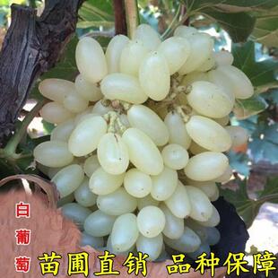 嫁接马奶提子葡萄苖 无核奶油白牛奶葡萄树苖南北方种植果树苖