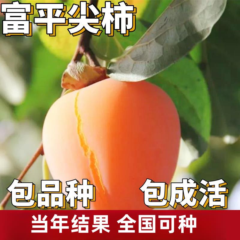 富平尖柿树苗南北方地栽特