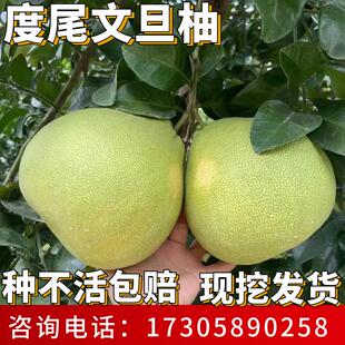 度尾文旦柚子树苗南北方种植庭院耐寒蜜柚大树盆栽嫁接当年结果