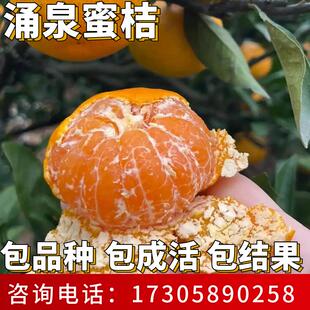 涌泉蜜桔苗庭院地栽耐寒早熟桔子盆栽嫁接蜜橘树果苗带土当年结果
