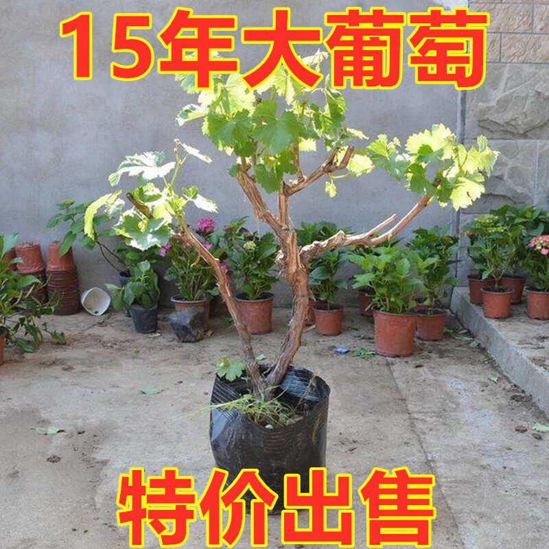 特大阳光玫瑰蓝宝石葡萄树苗果树苗盆栽地栽爬藤南方北方当年结果