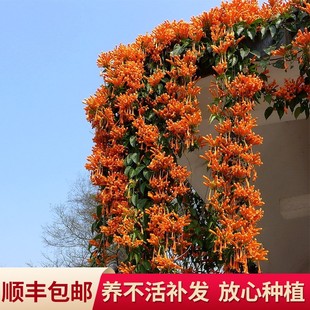 凌霄花苗爬藤植物庭院阳台好养耐寒紫藤炮仗喇叭花卉四季开花盆栽