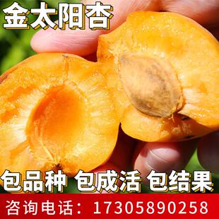 金太阳大黄杏树果苗南北方耐寒特大号果树盆栽嫁接杏子苗当年结果