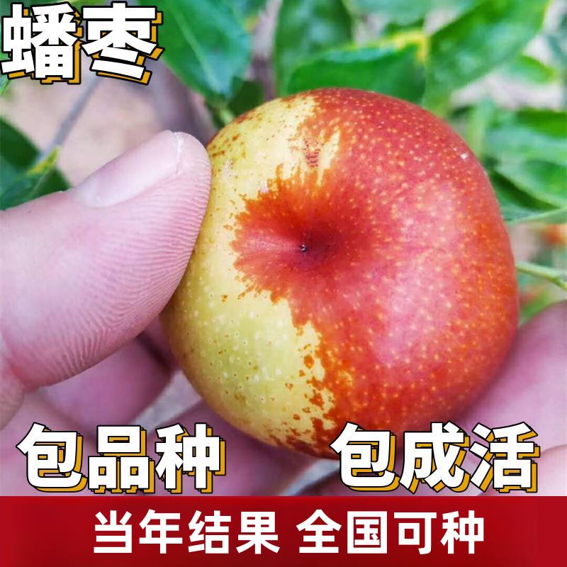 蟠枣树果苗活苗南北方庭院地栽特大果树盆栽嫁接枣子树苗当年结果
