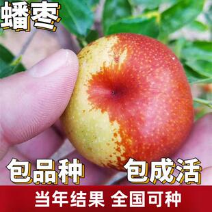 蟠枣树果苗活苗南北方庭院地栽特大果树盆栽嫁接枣子树苗当年结果