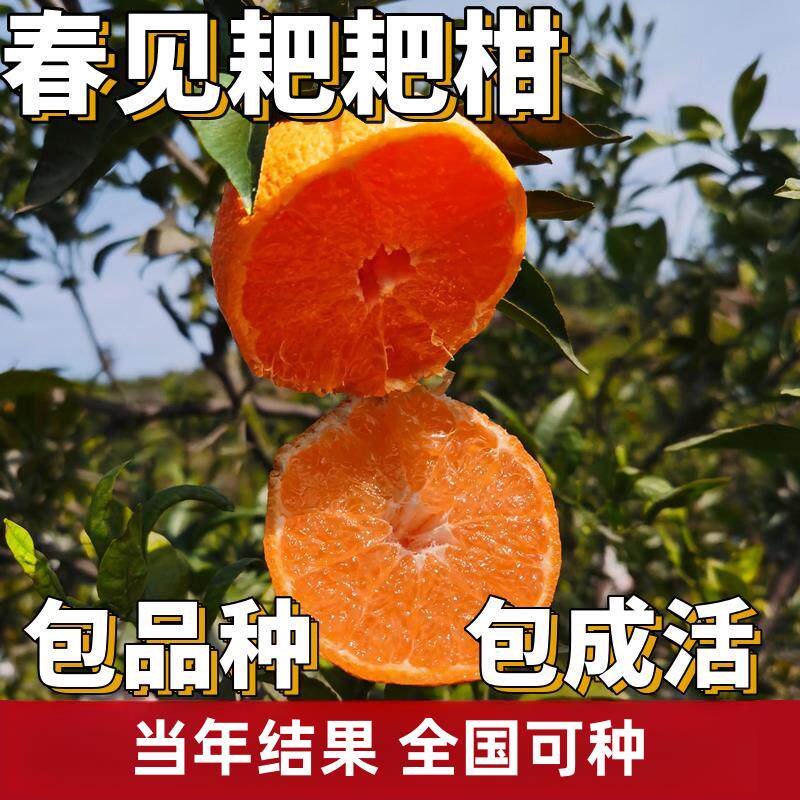春见耙耙柑树苗南北方地栽大橘子苗果树果苗盆栽嫁接桔子当年结果