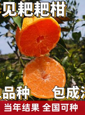 春见耙柑树苗南北方地栽大