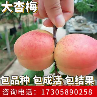 大杏梅树果苗南北方庭院耐寒特大号果树盆栽嫁接早晚熟当年结果
