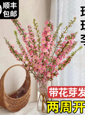 珍珠李鲜花干枝重瓣水培桃植物