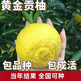黄金贡柚苗南北方庭院地栽特大果树果苗盆栽嫁接春香桔柚当年结果