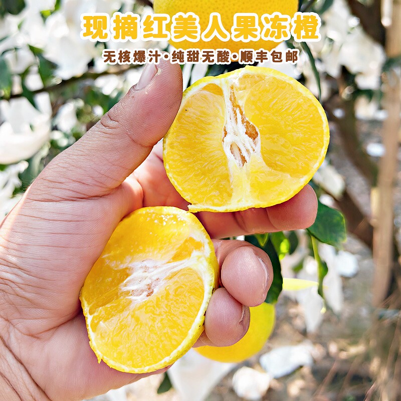 红美人爱媛果冻橙当季新鲜水果产地发货福建漳州薄皮甜橙现摘图片