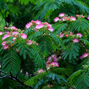 盆栽合欢价格 盆栽合欢图片 星期三