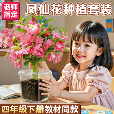 【课本同款】凤仙花种植套装