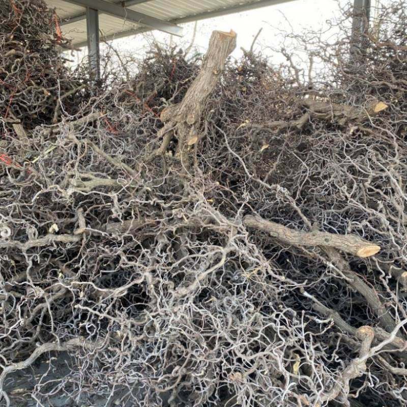 m龙枣干树枝装饰酒店龙枣枝插花花艺主枝弯曲造型复古干支摆设软