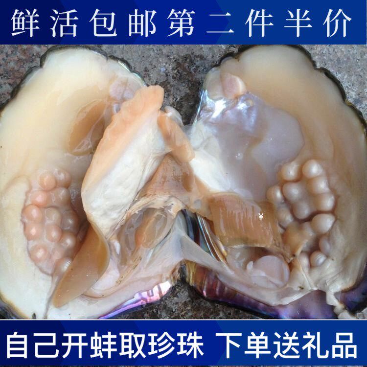 包邮鲜活珍珠母海d螺贝开壳海蚌星y手工i自己可以取珍珠