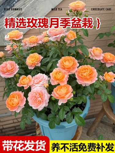 玫瑰花盆栽四季开带特大苞