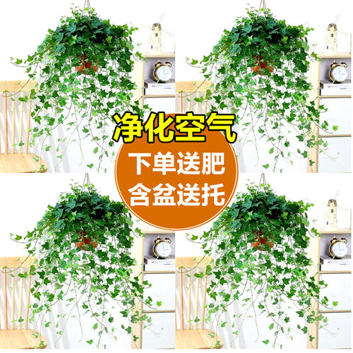 金边常春藤盆栽水培花卉植