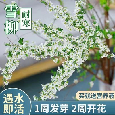 雪柳鲜枝云寒遇水开花