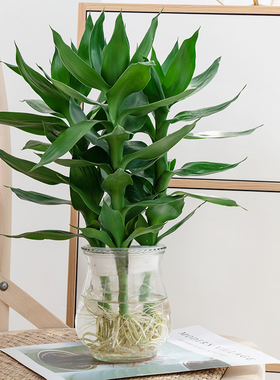 观音竹富贵竹水培植物带根发货办公室内盆栽客厅花卉易活植物水养