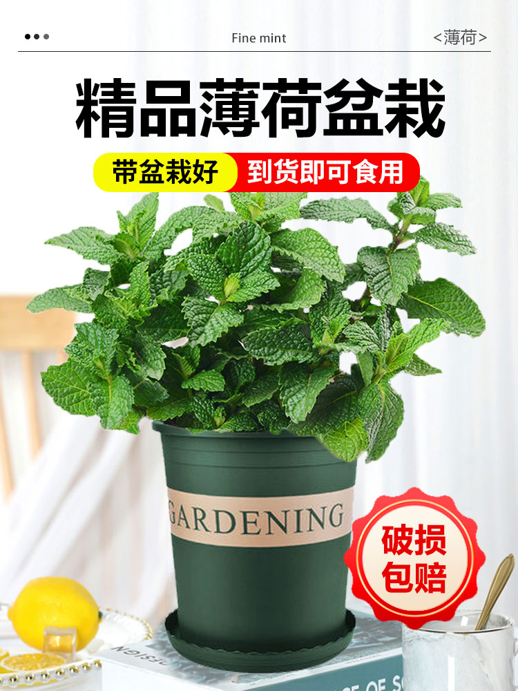 薄荷盆栽水培薄荷叶新鲜可食用迷迭香驱蚊植物室内绿植花卉柠檬草